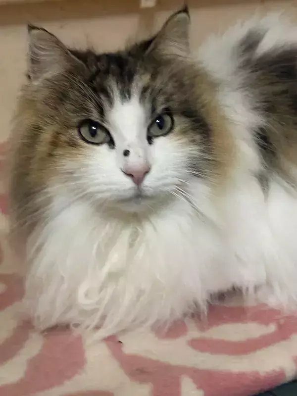 「愛猫の顔に黒いイボが…」　不安そうな飼い主に、獣医の発した一言が？「ナイスツッコミ」「ハッとした」