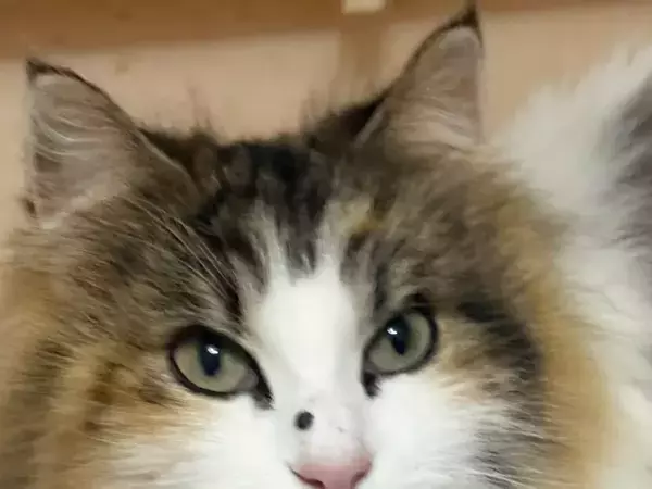 「愛猫の顔に黒いイボが…」　不安そうな飼い主に、獣医の発した一言が？「ナイスツッコミ」「ハッとした」