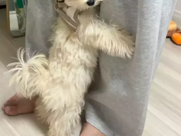 リードを着けていざ散歩へ…のはずが？　子犬が見せた『必死の抵抗』がこちら