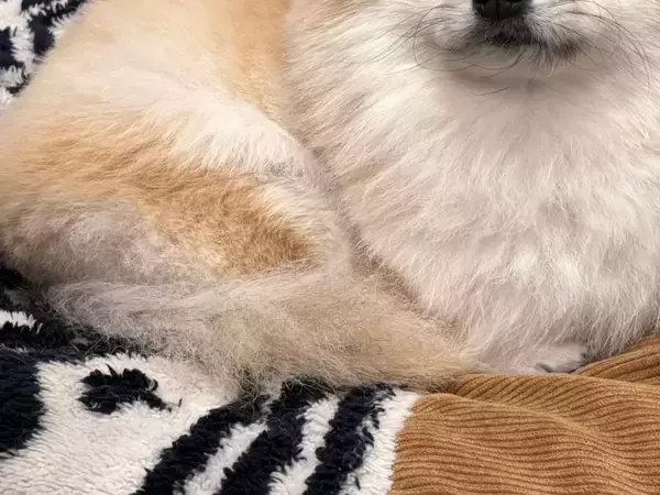 チワワだったはずの愛犬　4年後の姿に「種族変更した？」「ビックリした」