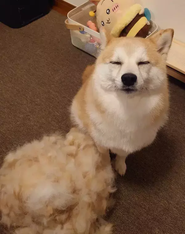 柴犬の『衣替え』後の姿　隣に並ぶ『抜け毛の量』に「もう1匹いる！」
