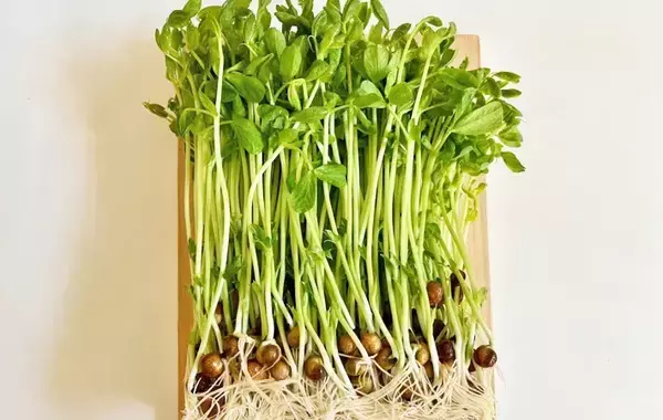 卵焼きのかさましにピッタリ！　混ぜた安い具材に「シャキシャキ」「弁当に入れたい」