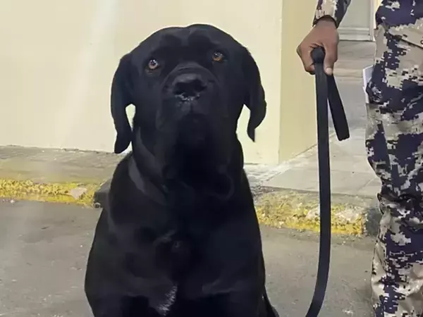 国境で止められても諦めず…愛犬のため6200kmを走り抜いた男性たち