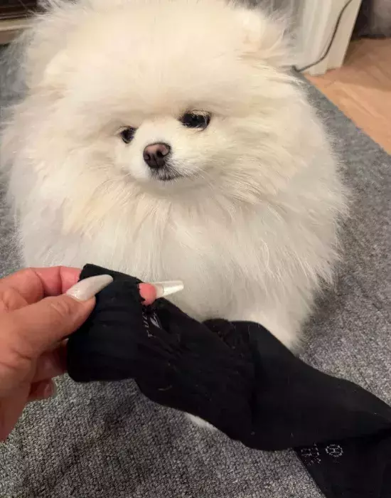 破れた靴下をポメラニアンに突きつけた結果？　「自白してる」「見事な黙秘っぷり」