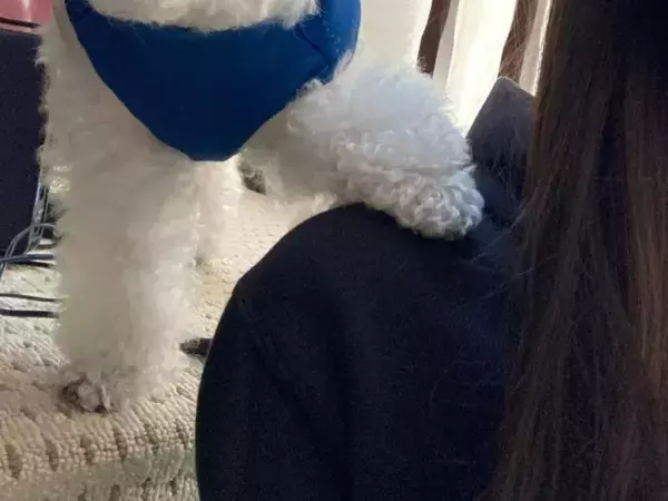 「焦りは失敗を生むぞ」　Wi-Fi設定でイラつく飼い主を慰める犬、完全に『ベテラン』だと話題