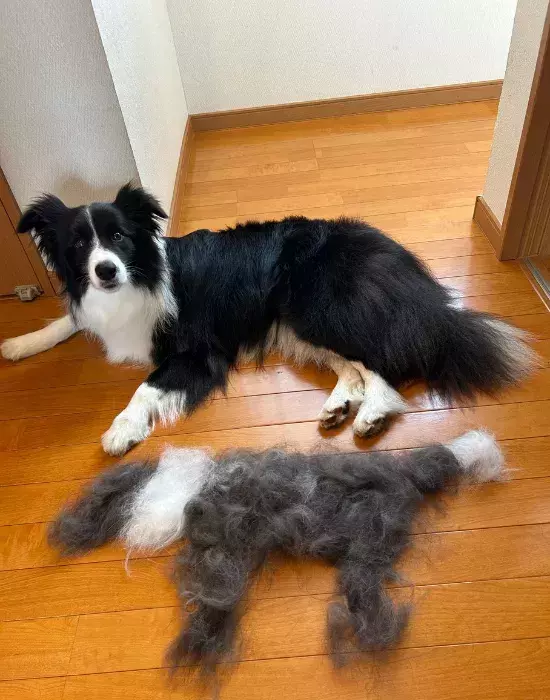 「生まれたよ」　愛犬の隣に現れた『謎の分身』に「二度見した」「芸術的すぎるわ」