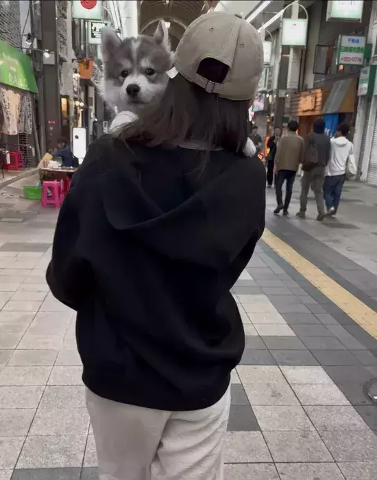 腕に収まっていた愛犬が10か月後…？　「変な声出た」「かわいすぎるよ」