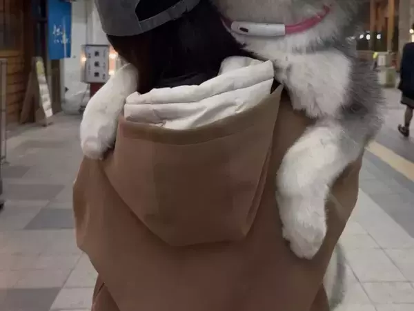 腕に収まっていた愛犬が10か月後…？　「変な声出た」「かわいすぎるよ」