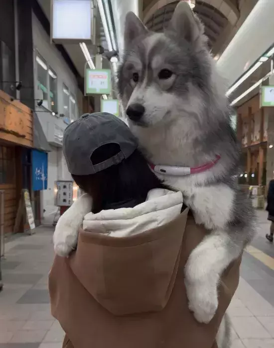 腕に収まっていた愛犬が10か月後…？　「変な声出た」「かわいすぎるよ」