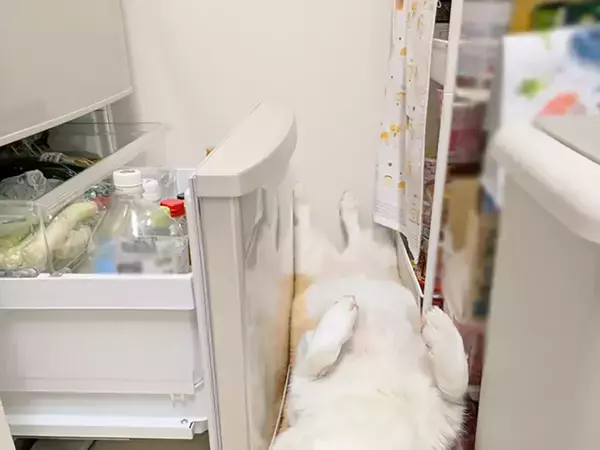 飼い主に構われたいコーギー　冷蔵庫の前で寝そべってみたけど…「笑った」「いつもと違う展開」