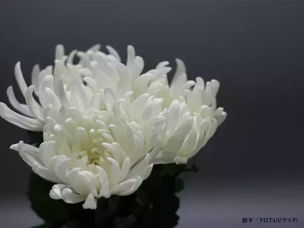 『サザエさん』イクラちゃん役などを担当　声優・桂玲子さんが逝去