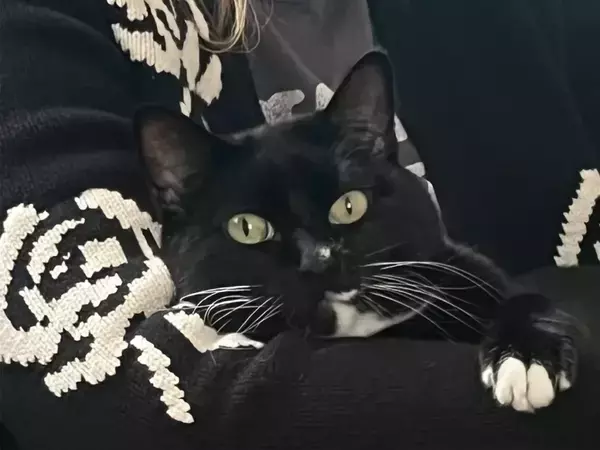 「そのドヤ顔なに？」　友人に甘える猫の表情に「顔がすべてを物語ってる」