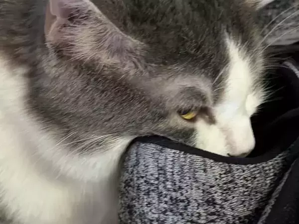「靴にダイブしてるんだけど…」　飼い主の靴に夢中な猫に「うちも同じ」「これはガチ」