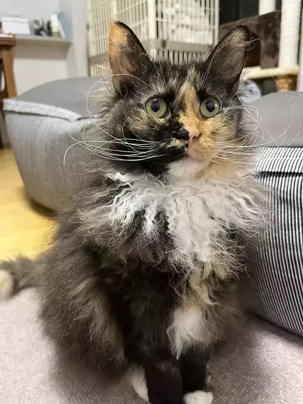 「ドレスアップが完璧すぎる！」 中世の貴族みたいな猫、まさかの素顔とは？