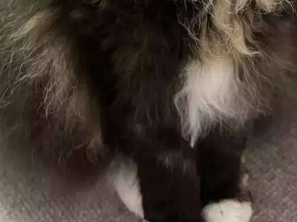 「ドレスアップが完璧すぎる！」 中世の貴族みたいな猫、まさかの素顔とは？