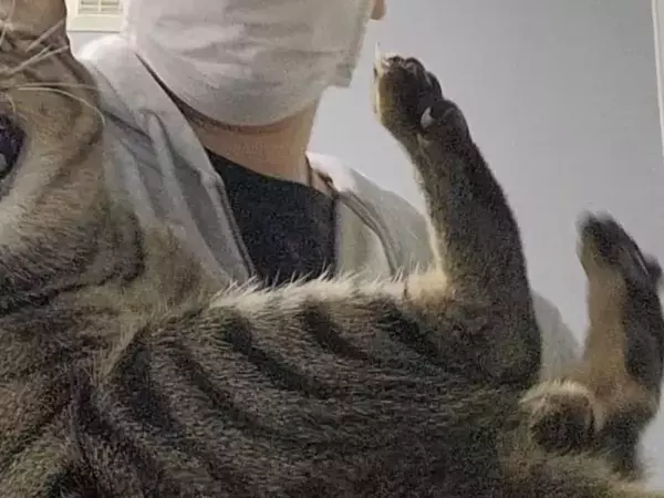キジトラを抱きしめたら、牙をむいて全力拒否　その顔がコチラ