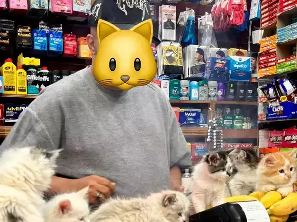 深夜2時のコンビニで見た光景に二度見　子猫がずらり並ぶ姿に「天国すぎる」