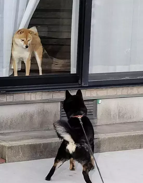 友達の家をウキウキで訪ねた柴犬　窓から見えた表情に「昭和のアニメか」「温度差よ」