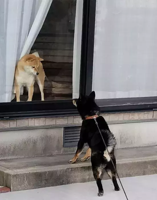 友達の家をウキウキで訪ねた柴犬　窓から見えた表情に「昭和のアニメか」「温度差よ」