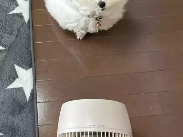 「原型を保てなくなります」　飼い主が思わずこぼした理由がコチラ