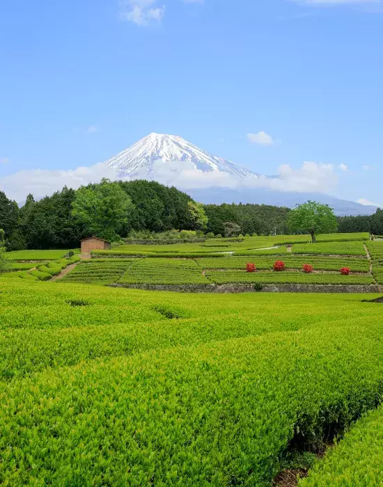 鮮やかな緑の茶畑とそびえる富士山　1枚の写真に「絶対においしいと確信した」
