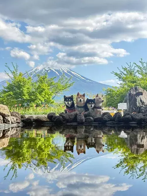 富士山と4匹の豆柴を撮影したら？　水面に映る姿に「ハリウッド映画みたい」
