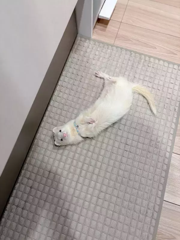 「フェレットが落ちてる」　ある朝のキッチンで飼い主を見上げ続ける白い子　その理由が？