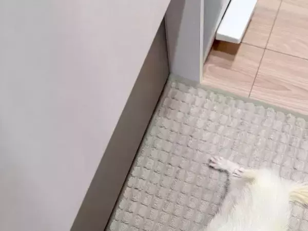 「フェレットが落ちてる」　ある朝のキッチンで飼い主を見上げ続ける白い子　その理由が？