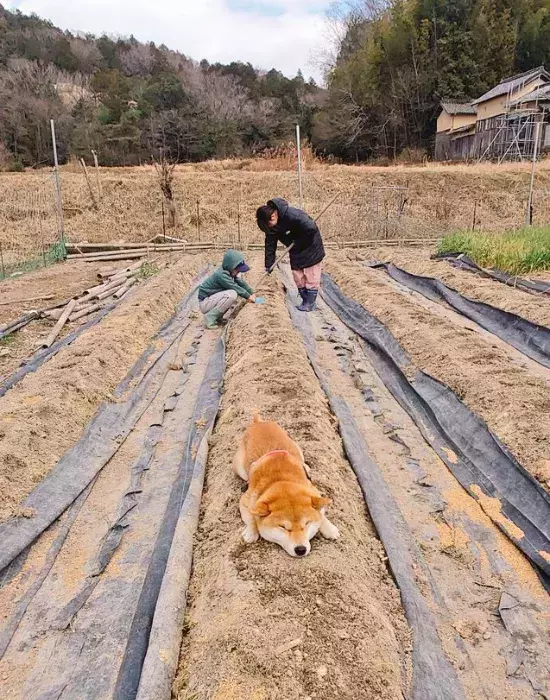 サボってるのかと思ったら…　畑で寝る柴犬に与えられた『重大な役割』とは