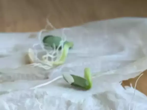「これはもう裏ワザ」　キュウリを種から無限に増やせる『栽培術』に「神ワザ」「すごい」