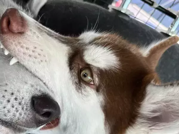 兄妹犬と旅行中、後部座席に異変を感じ…？　車中での1枚に「吹き出した」「悟りの顔」