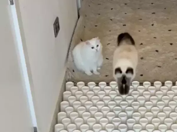 2匹の猫の前に立ちはだかる障害物　その乗り越え方が対照的で…？「今日が最高の日になった」「笑った」