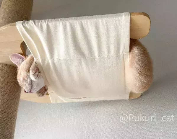 ハンモックの使い方を完全無視する猫　寝姿に「まさに布団から足を出す人間」