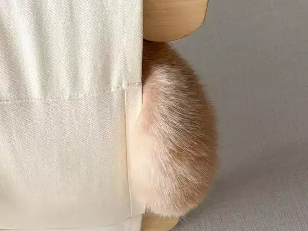 ハンモックの使い方を完全無視する猫　寝姿に「まさに布団から足を出す人間」
