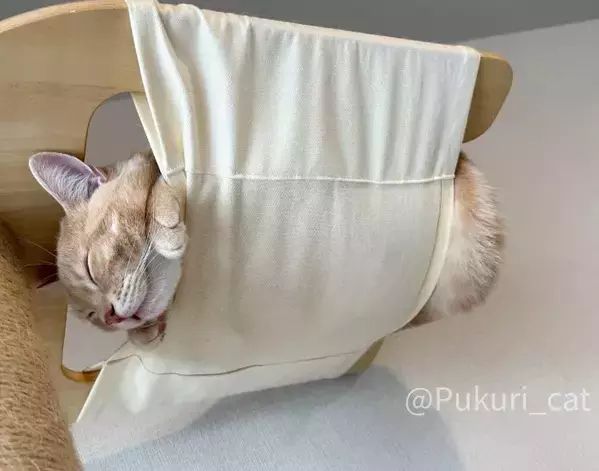 ハンモックの使い方を完全無視する猫　寝姿に「まさに布団から足を出す人間」