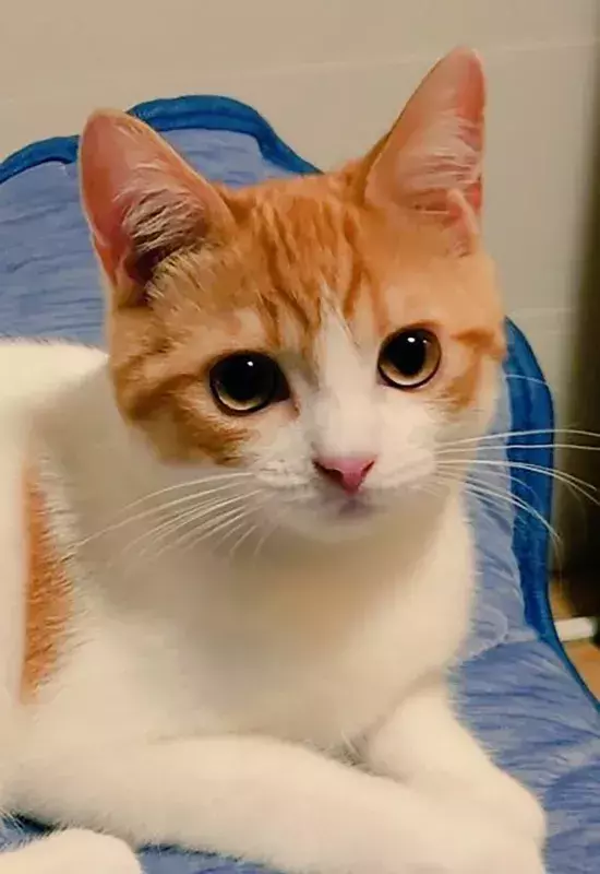 キラキラお目めの子猫が数年後？　ビフォーアフターに「ほっぺがもちもち」「イケにゃん」