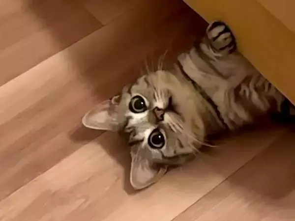名前を呼んだら　足置きの下から登場した愛猫の『姿』が？