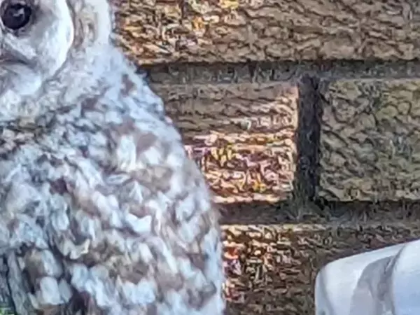 毎日聞こえていたフクロウの声　庭に現れた『まさかの光景』に「うらやましい」「特別すぎる」