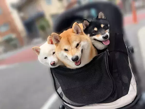 3匹の柴犬がカートに乗った結果？　奇跡の1枚に「天国への門番？」「可愛すぎて溶けそう」