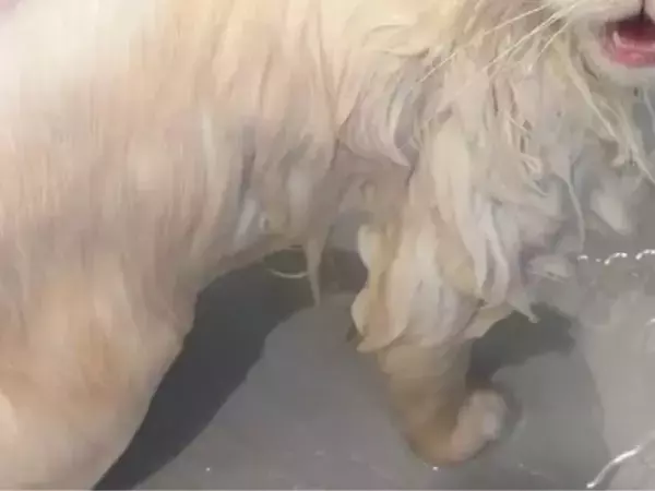 浴室でシャワーをかけられた猫　振り向きざまの表情に「この世の誰も信じられないって顔」