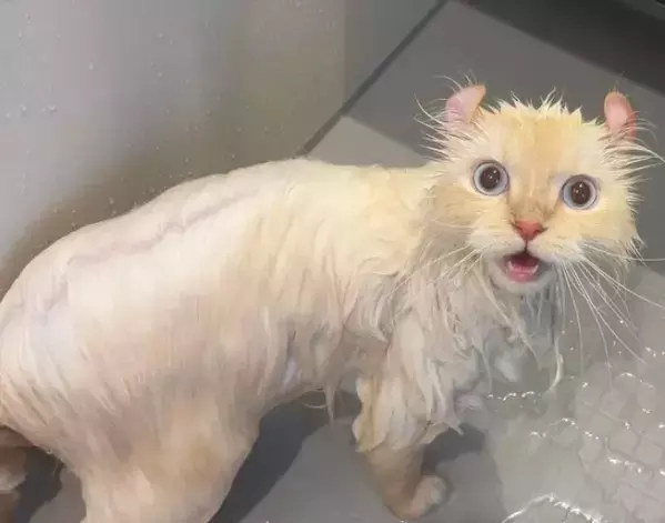 浴室でシャワーをかけられた猫　振り向きざまの表情に「この世の誰も信じられないって顔」