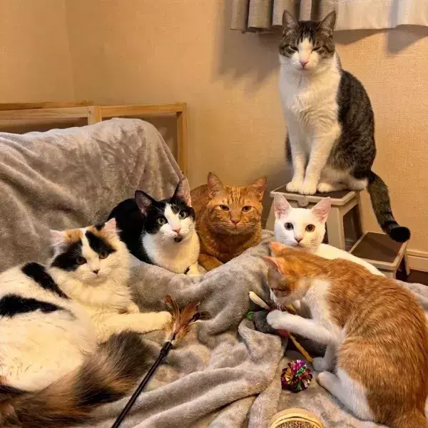 「AI画像かと思った…！」　飼い主が目撃した6匹の猫の密談、漂う異様な緊迫感が？
