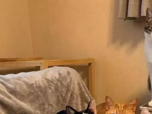 「AI画像かと思った…！」　飼い主が目撃した6匹の猫の密談、漂う異様な緊迫感が？