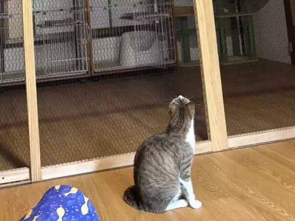 上にぶら下がる猫と下で見つめる猫　謎の光景に「鳶の親方と見習い」