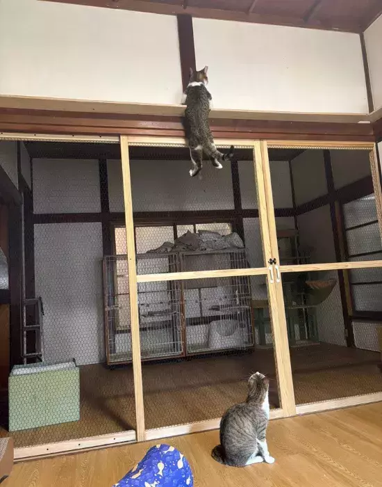上にぶら下がる猫と下で見つめる猫　謎の光景に「鳶の親方と見習い」