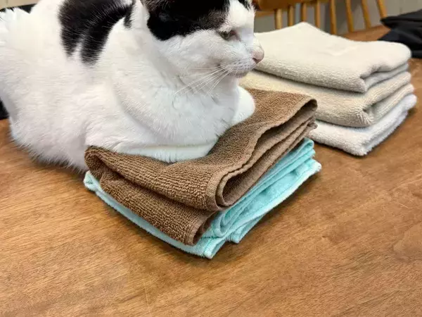 洗ったタオルで顔を拭くと猫の毛が…　理由に「これはわざと」「猫飼いあるある」