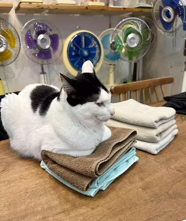 洗ったタオルで顔を拭くと猫の毛が…　理由に「これはわざと」「猫飼いあるある」