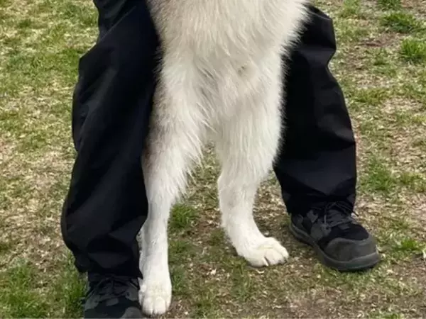 たった1年で体重6倍に巨大化した愛犬　抱っこされた姿に「ギャップがたまらない」