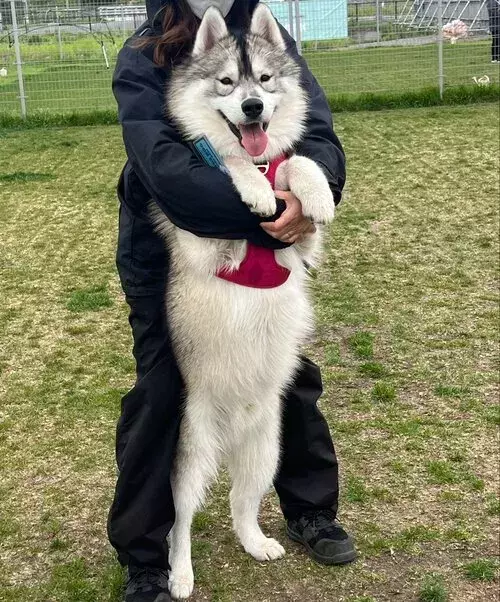 たった1年で体重6倍に巨大化した愛犬　抱っこされた姿に「ギャップがたまらない」