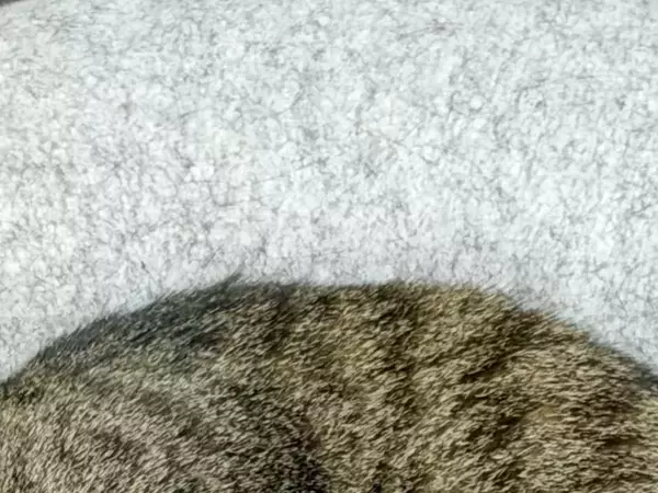 お気に入りクッションで眠る愛猫　見事な寝姿に「芸術点が高い」「完璧フィットだわ」